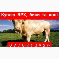Куплю ВРХ, бики та коні. У Київській, Черкаській, Вінницькій та сусідніх областях