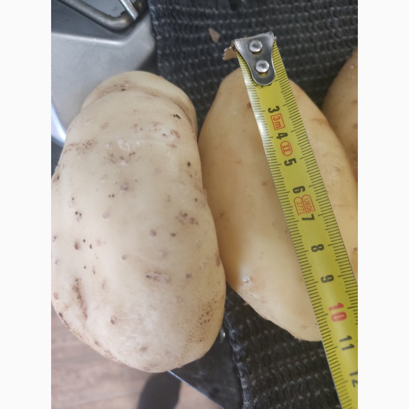Фото 3. Продам картоплю з поля, сезон 2023