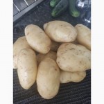 Продам картоплю з поля, сезон 2023