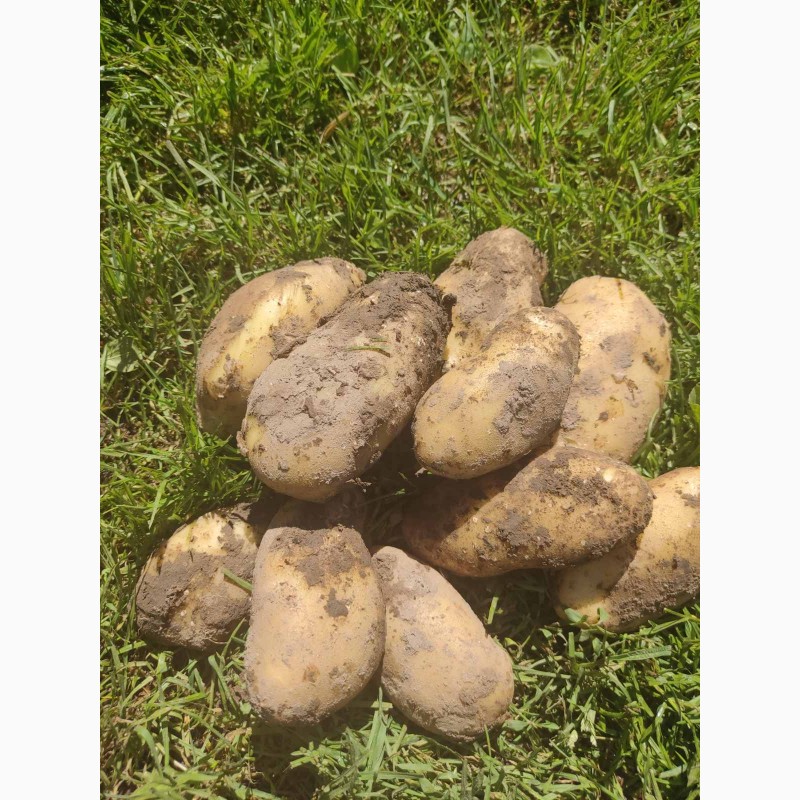 Фото 5. Продам картоплю з поля, сезон 2023