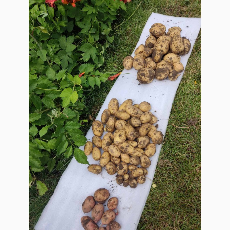 Фото 2. Продам картоплю з поля, сезон 2023