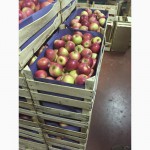 Яблоки оптом напрямую из Сербии - премиум качество по низкой цене-до 500 тонн/неделю