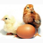 Инкубация яиц
