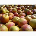 Яблоки Крым от производителя