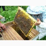 Бджолині сім#039;ї, пчелы, пчелиные семьи