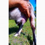 Продам нубийскую (50%) дойную козу из под ламанчей