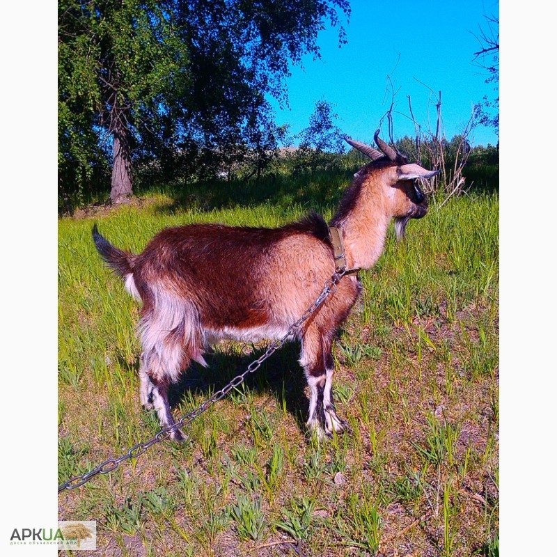 Фото 5. Продам нубийскую (50%) дойную козу из под ламанчей