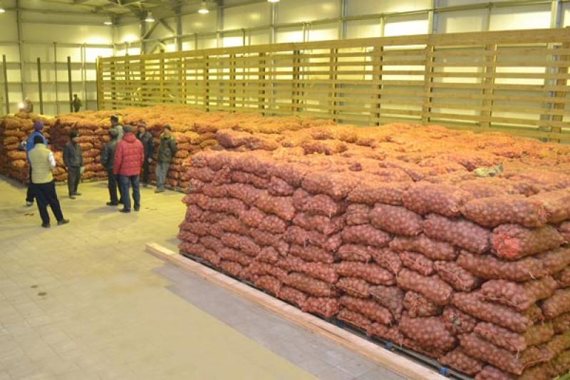 Фото 2. ТОВ Компания УкрТор оптом реализовывает качественный картофель