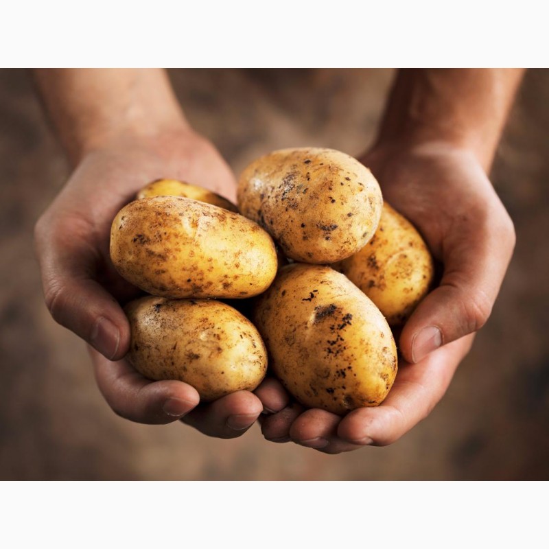 Фото 3. ТОВ Компания УкрТор оптом реализовывает качественный картофель