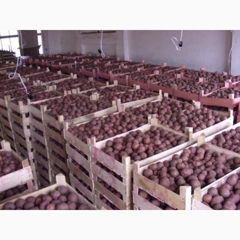 Фото 4. ТОВ Компания УкрТор оптом реализовывает качественный картофель