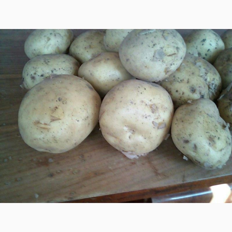 Фото 5. ТОВ Компания УкрТор оптом реализовывает качественный картофель