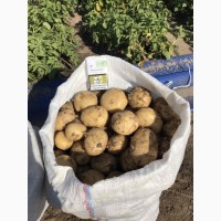 ТОВ Компания УкрТор оптом реализовывает качественный картофель