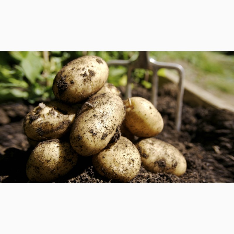 Фото 7. ТОВ Компания УкрТор оптом реализовывает качественный картофель
