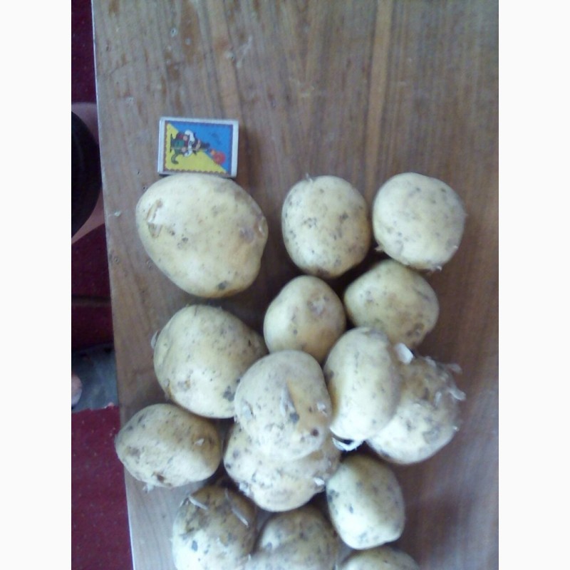 Фото 8. ТОВ Компания УкрТор оптом реализовывает качественный картофель