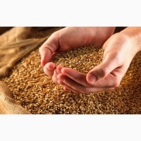 Насіння пшениці САМУРАЙ
