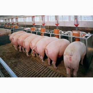 Куплю свиней 130-140 кг