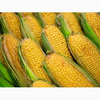 Производим оптовые закупки зерновых культур кукурузы и др. любого качества