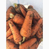 Продам морковь (сорт абако )