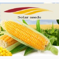 Семена кукурузы Элисон Солар Сидс, ФАО 290 Франция