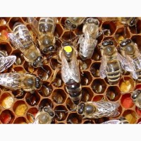 Матка КАРНІКА, Карпатка 2023 ПЛІДНІ БДЖОЛОМАТКИ Пчеломатки, Бджоломатки, Бджолині матки