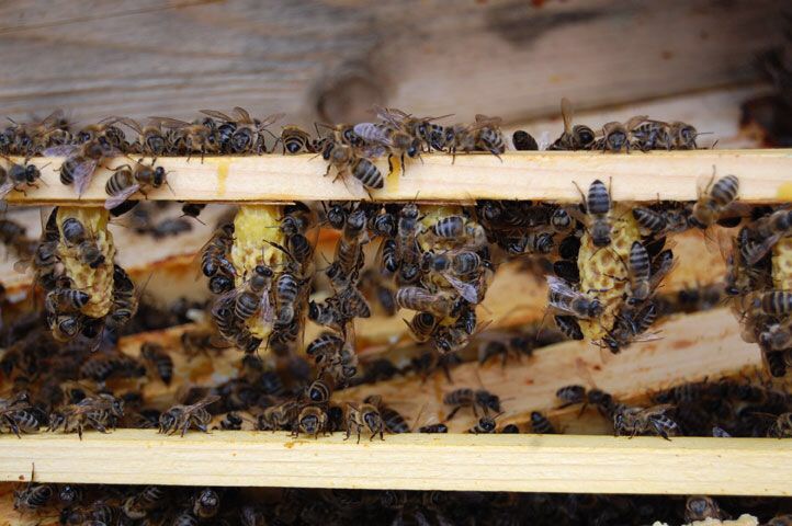 Фото 4. Матка КАРНІКА, Карпатка 2023 ПЛІДНІ БДЖОЛОМАТКИ Пчеломатки, Бджоломатки, Бджолині матки