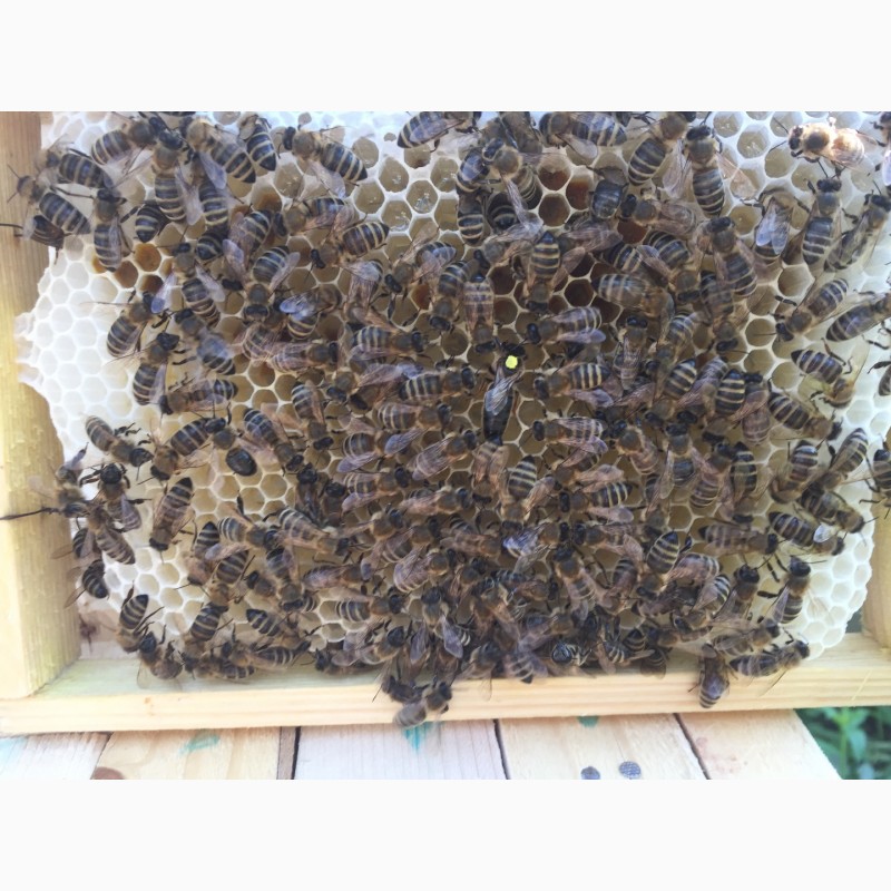 Фото 6. Матка КАРНІКА, Карпатка 2023 ПЛІДНІ БДЖОЛОМАТКИ Пчеломатки, Бджоломатки, Бджолині матки