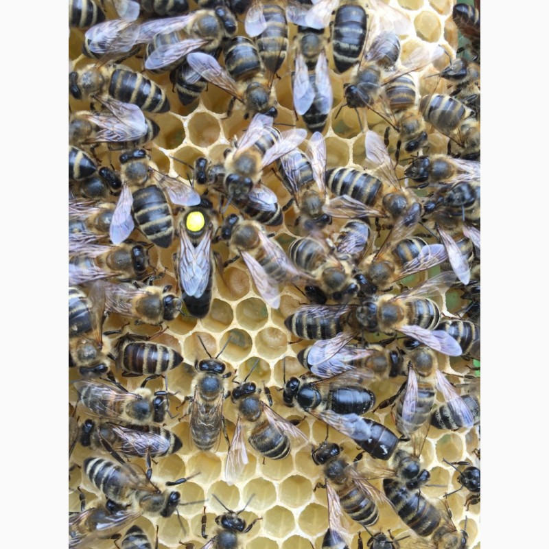 Фото 9. Матка КАРНІКА, Карпатка 2023 ПЛІДНІ БДЖОЛОМАТКИ Пчеломатки, Бджоломатки, Бджолині матки