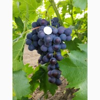 Продам столовый виноград сортов Аркадия, Лора, Натали