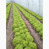 Салат зелёный кустовой