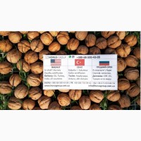 Грецкий орех наивысшего качества 2019 / Walnuts best quality 2019 / Ceviz Teslim