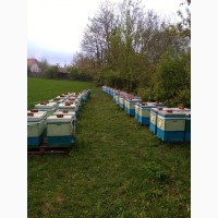 Продам вулики з бджолами в кількості 60шт