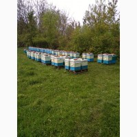 Продам вулики з бджолами в кількості 60шт