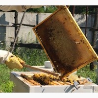 Пчелы пасека семьи пчелопакеты