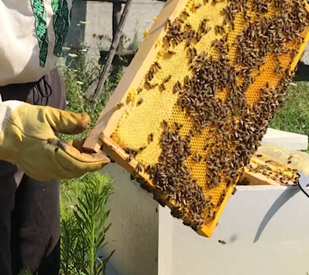 Фото 3. Пчелы пасека семьи пчелопакеты