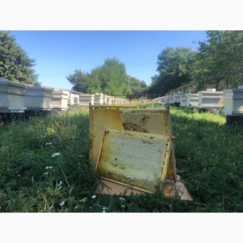 Фото 6. Пчелы пасека семьи пчелопакеты