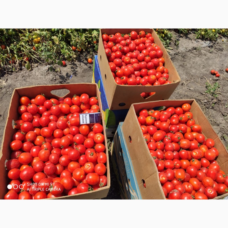 Фото 2. Продам помидор від виробника. Сотрта Солероса та інші сорта. Відпускаем з 5 тонн