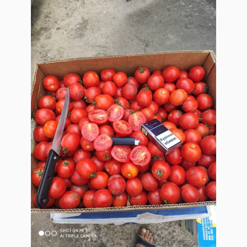 Фото 3. Продам помидор від виробника. Сотрта Солероса та інші сорта. Відпускаем з 5 тонн