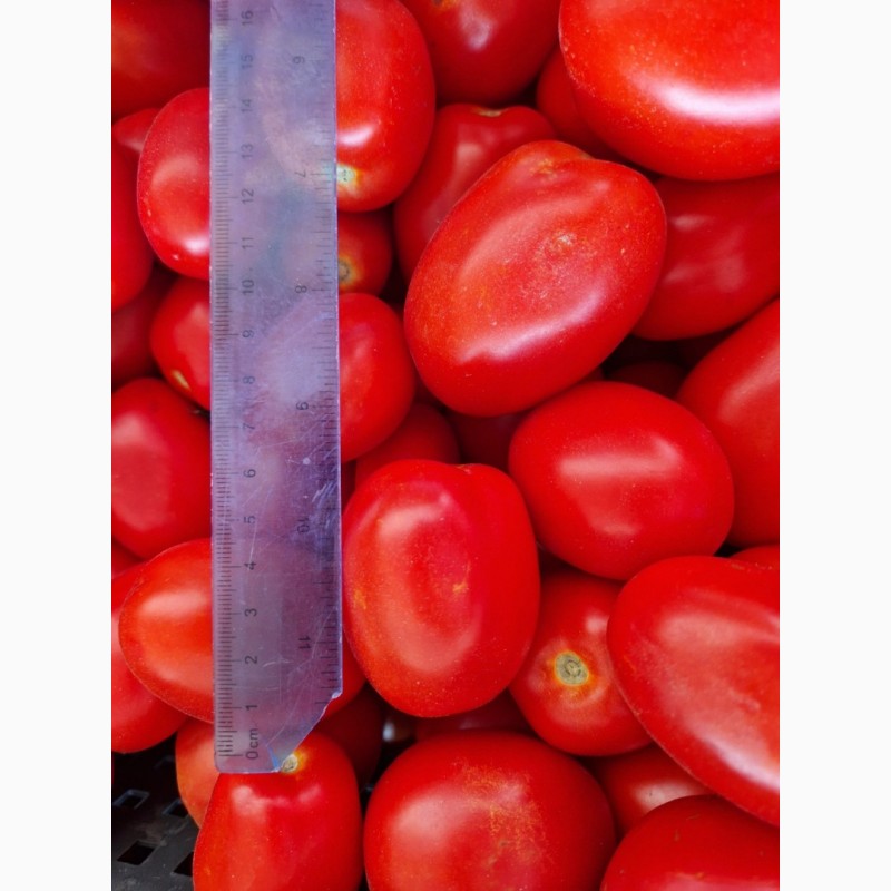 Фото 4. Продам помидор від виробника. Сотрта Солероса та інші сорта. Відпускаем з 5 тонн