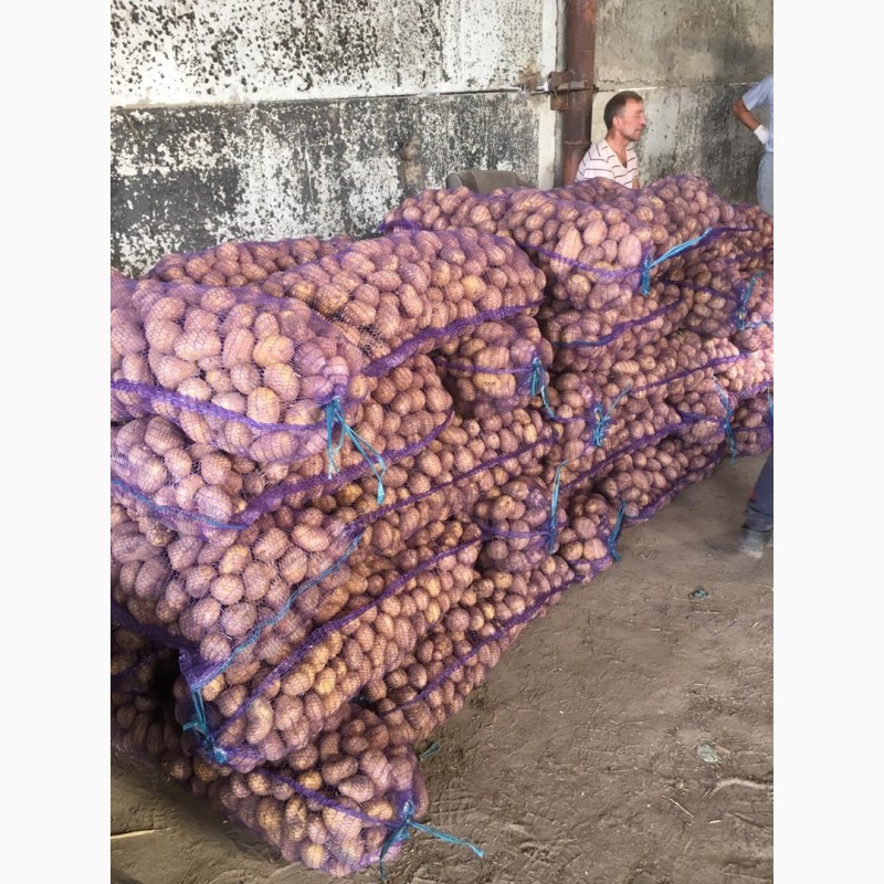 Фото 2. Продам картоплю мережевої якості