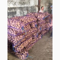 Продам картоплю мережевої якості