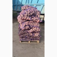 Продам картоплю мережевої якості