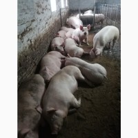 Продаю свині 150
