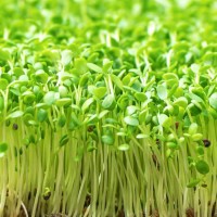 Продам семена Микрозелень (Микрогрин) Салат Мизуна зеленая