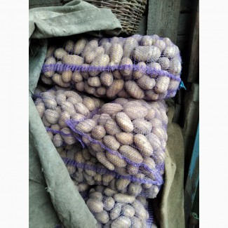 Продам товарний картофель сорт Белла Росса, Гранада, Конект
