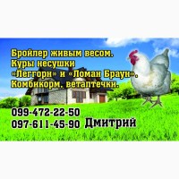 Цыплята Бройлеры КОББ-500