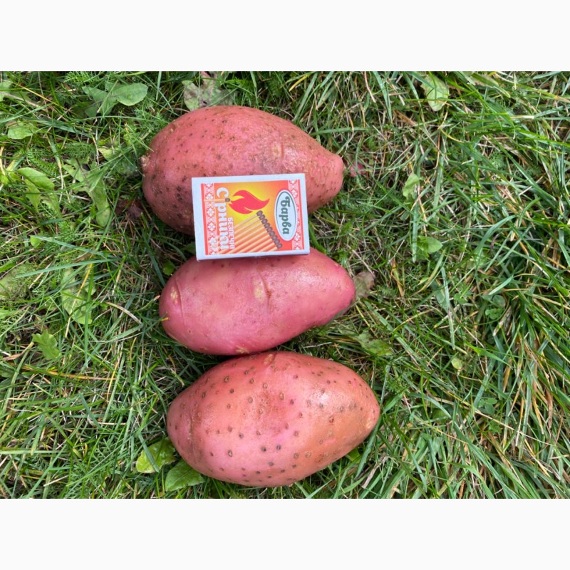 Фото 3. Продажа продовольственного картофеля