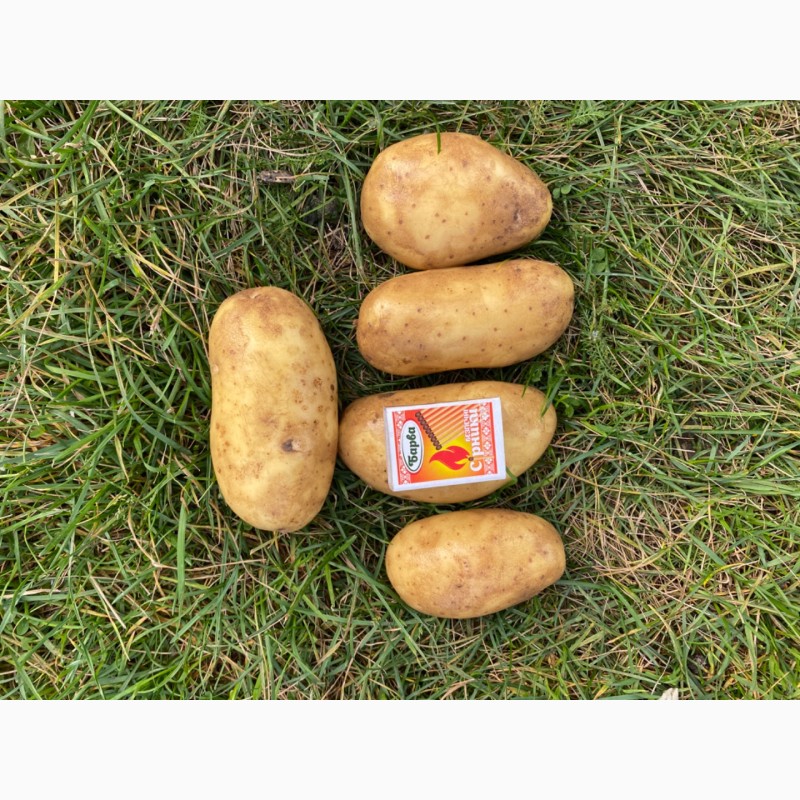Фото 4. Продажа продовольственного картофеля