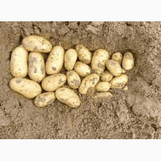 Продам насіння картоплі сорту Королева Анна у роздріб
