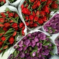 Голландський тюльпан до 8 березня