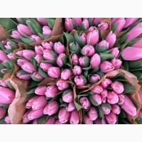 Голландський тюльпан до 8 березня